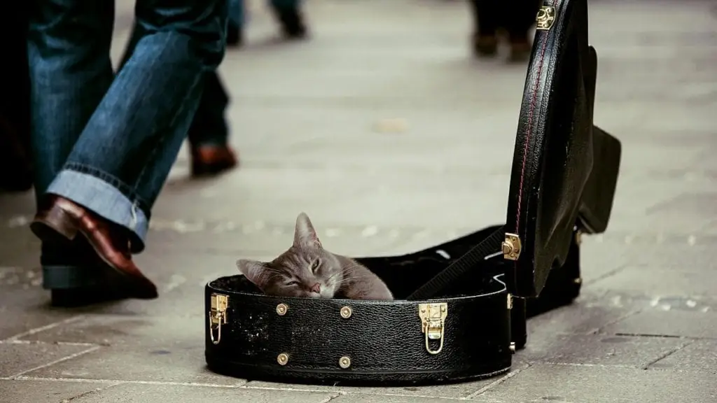 cat in guitar case busking