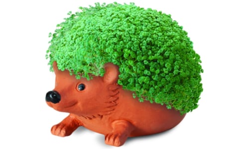 chia-pet