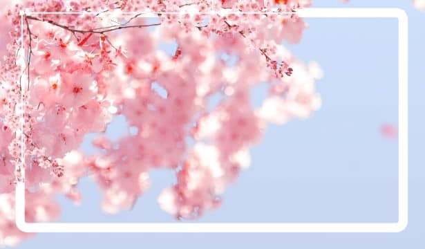 cherry blossom background